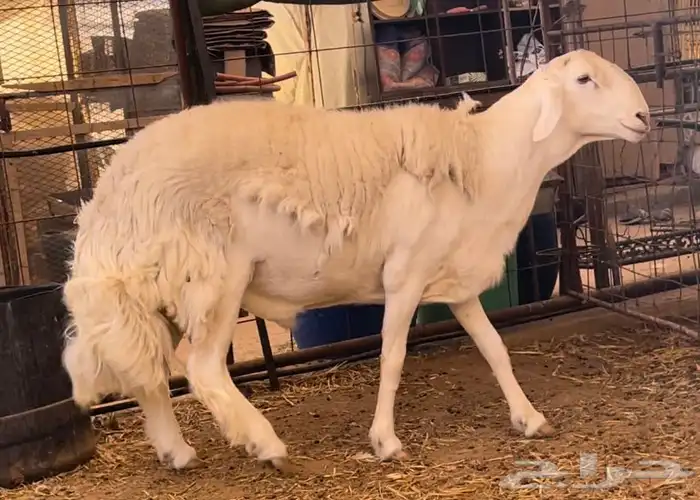 فحل حري صنف الصنف ثني 1