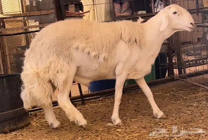 فحل حري صنف الصنف ثني 3