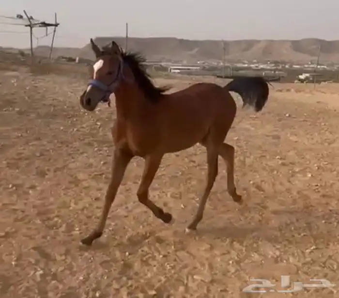 مهره شعبية فاخرة 0