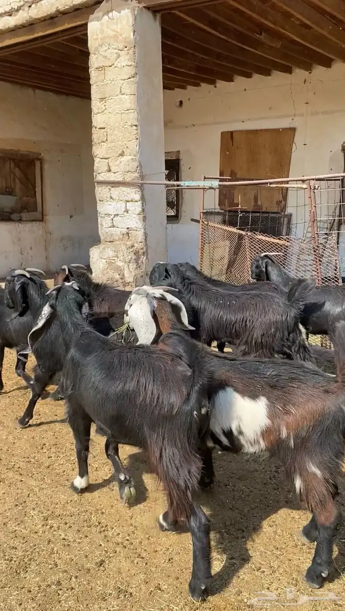 جفار قبرصيات سود صنف 0