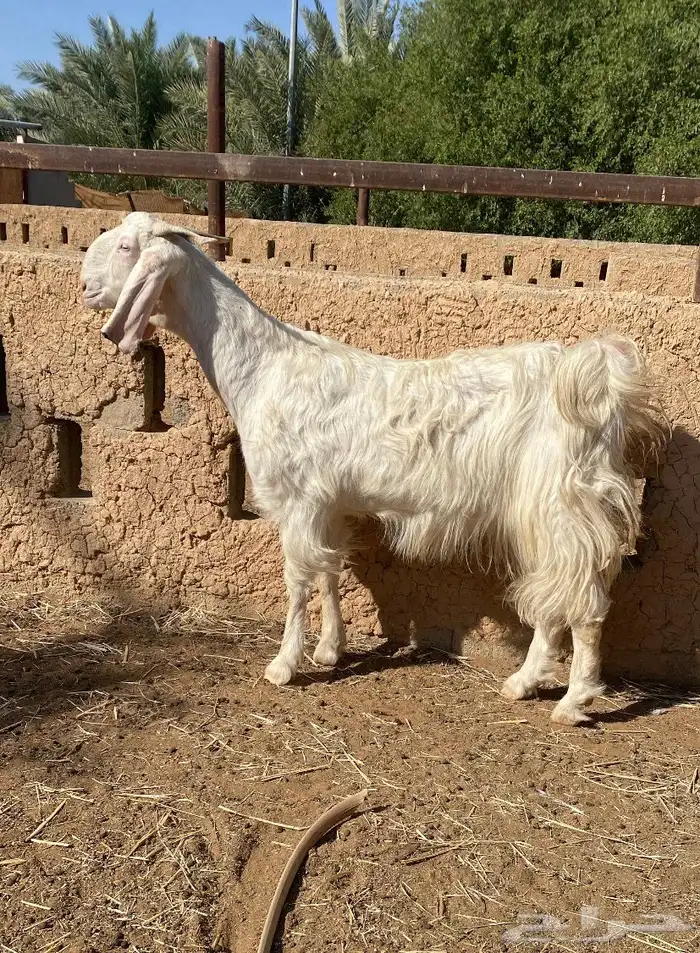 رباع جرم فاخر 1