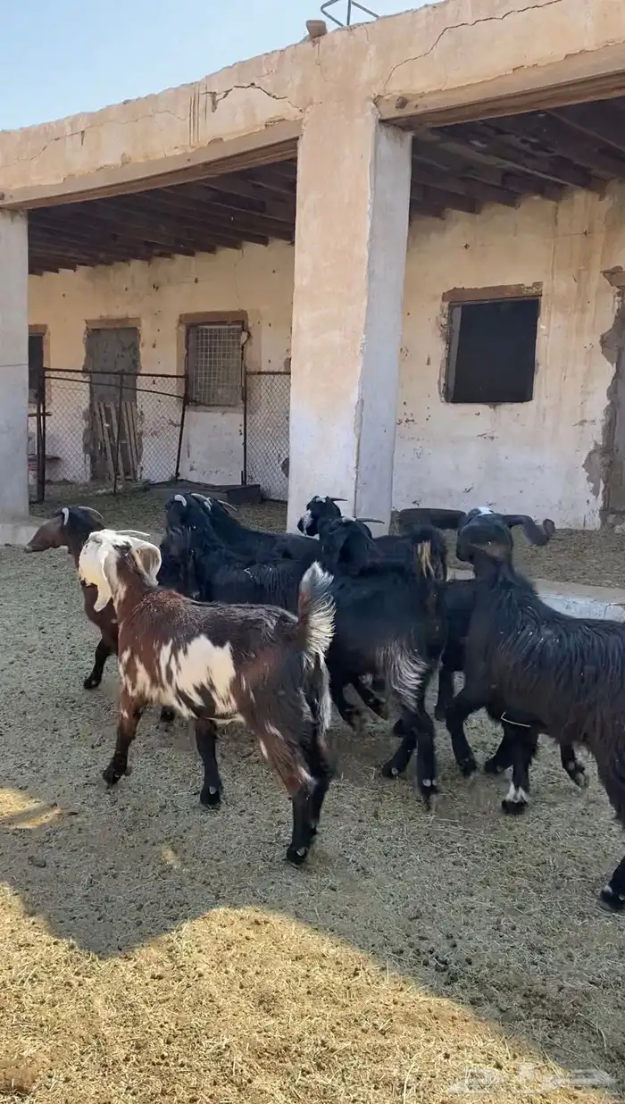 جفار قبرصيات سود صنف 3