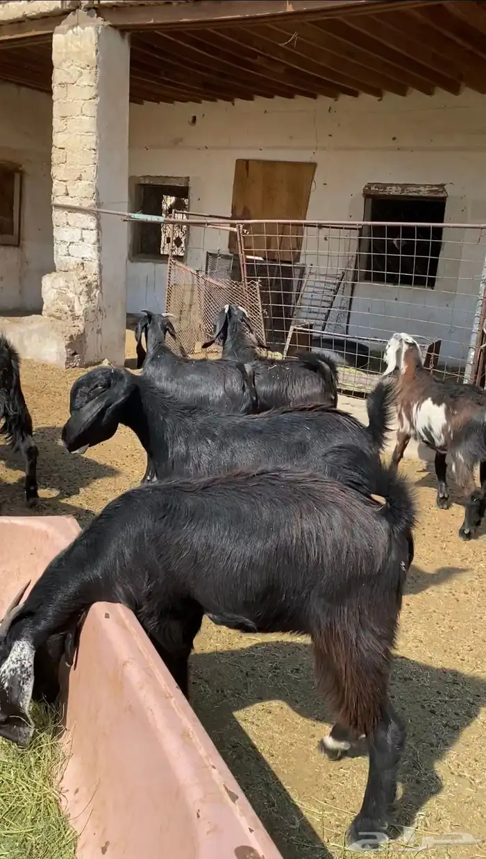 جفار قبرصيات سود صنف 4