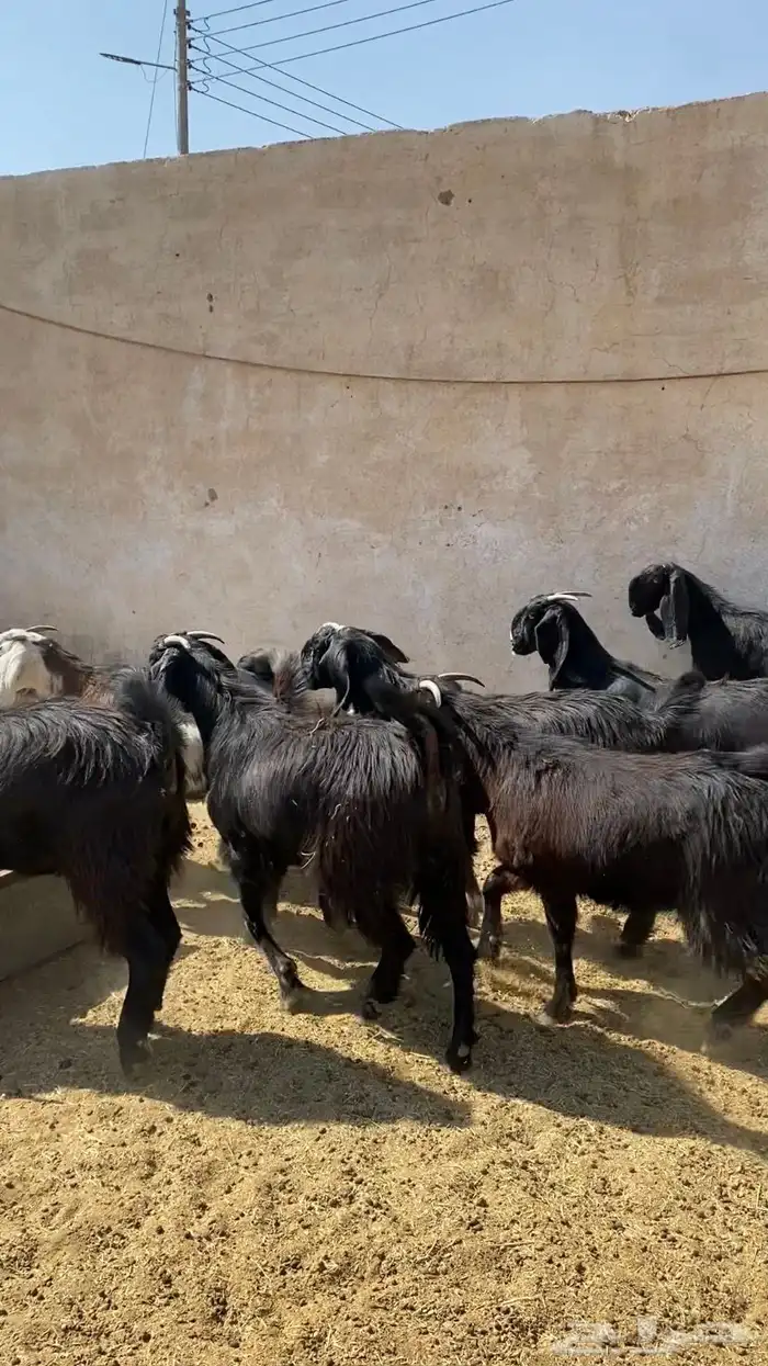 جفار قبرصيات سود صنف 1