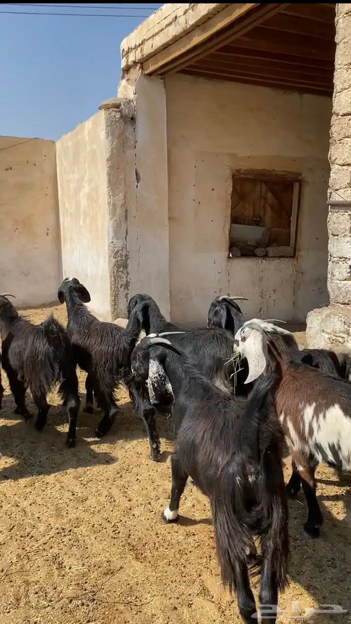 جفار قبرصيات سود صنف 2