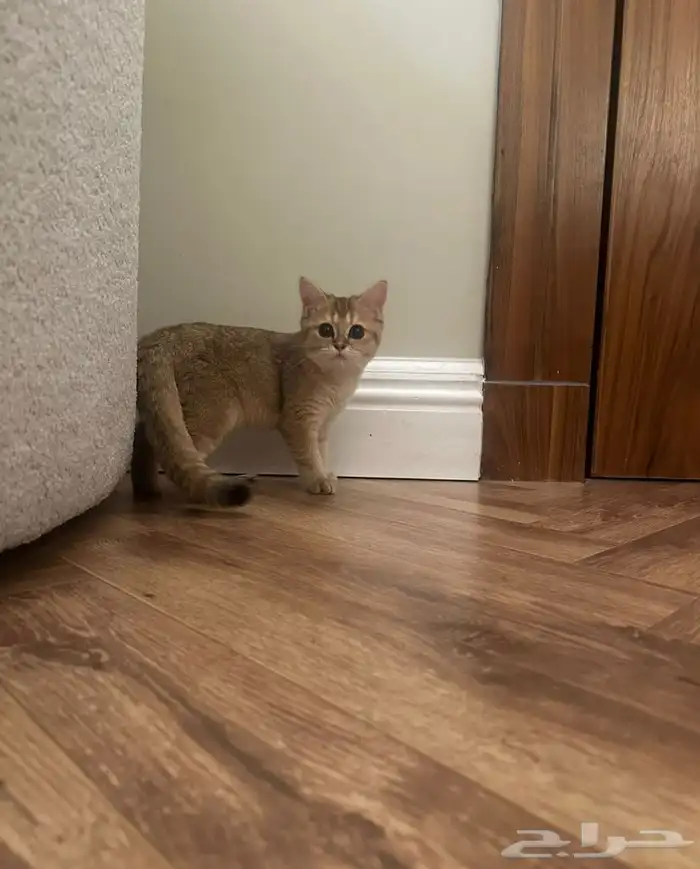 قطه للبيع 1