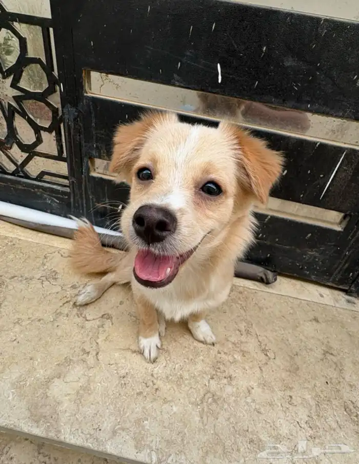 نقبل تبني جميع انواع الكلاب والحيوانات 1