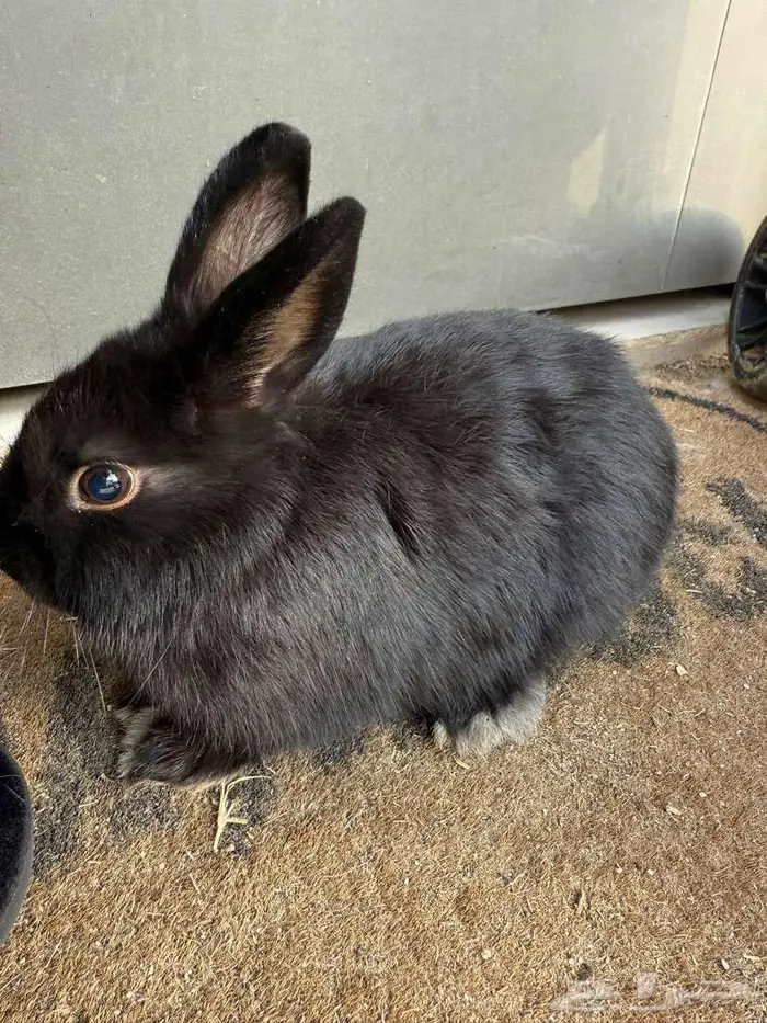 اثنين ارانب للبيع 0