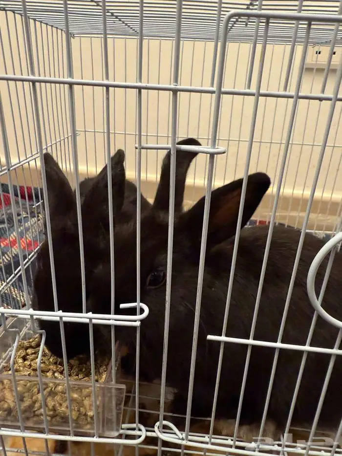 اثنين ارانب للبيع 1