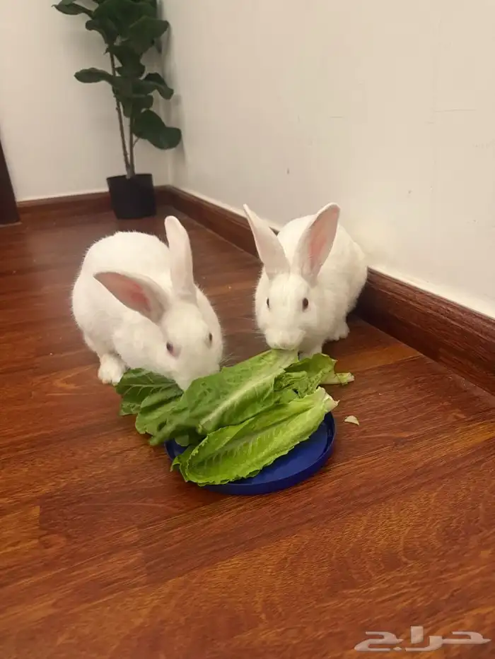 أرانب للبيع 4