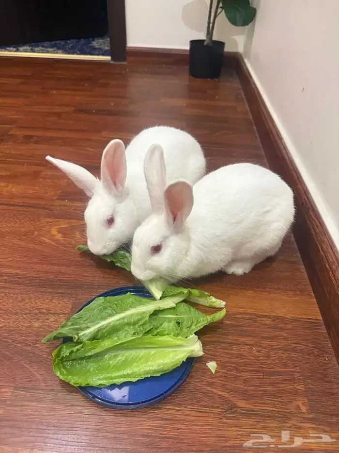 أرانب للبيع 0