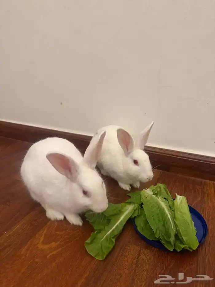 أرانب للبيع 5