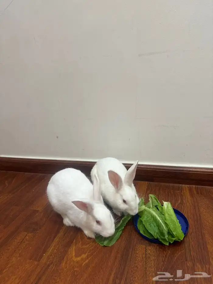 أرانب للبيع 3