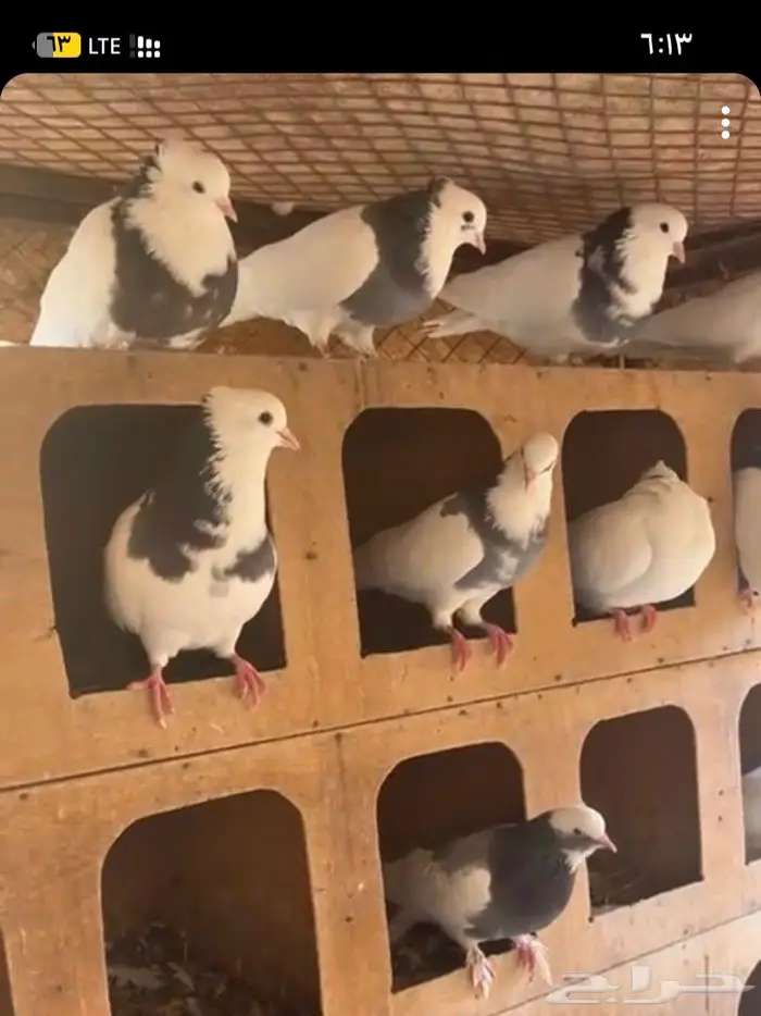 حمام ايراني 0