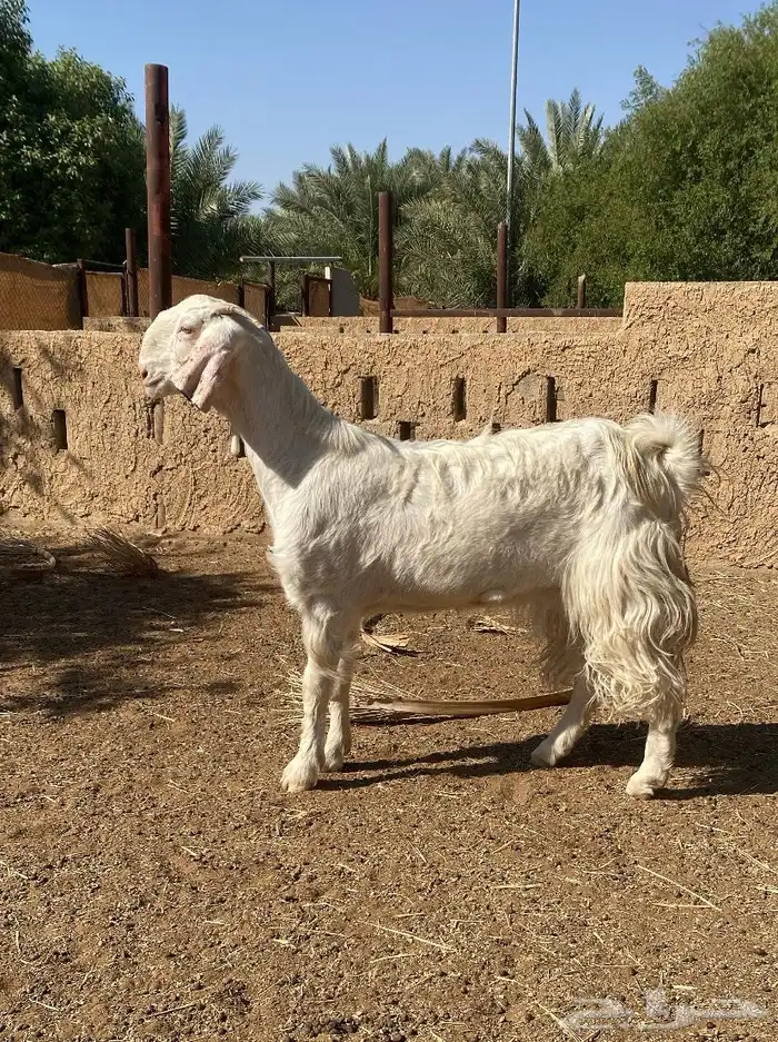 رباع جرم فاخر 0