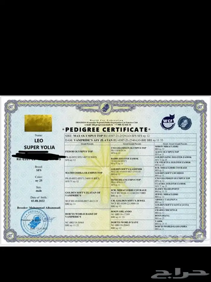 سكوتش تربل فولد قولد للتزاوج 4