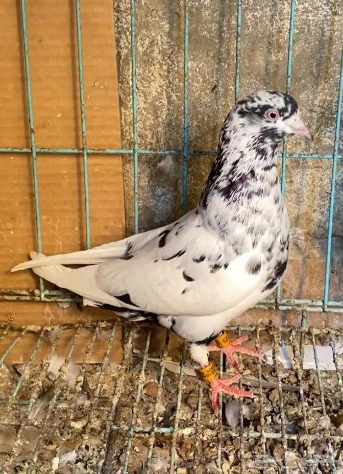 حمام قطايف 7