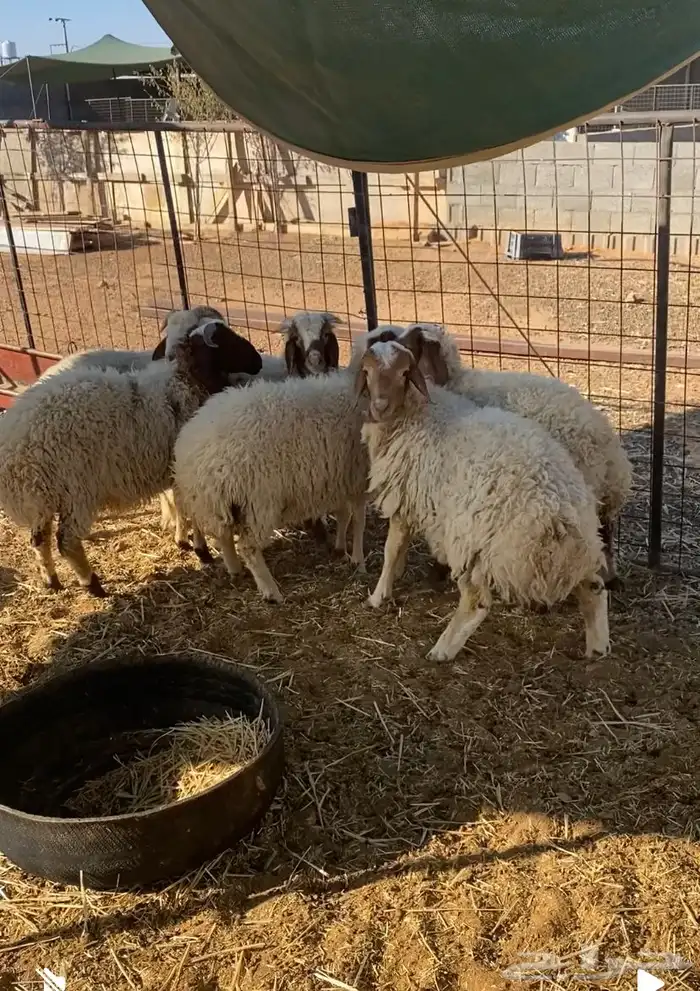 ذبايح للبيع 1