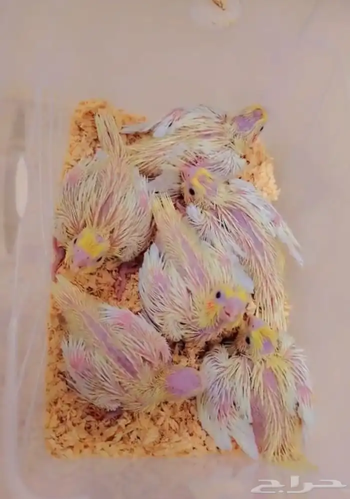 فروخ كروان 0