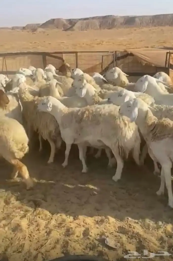 اذكرو الله وصلو على النبي 0