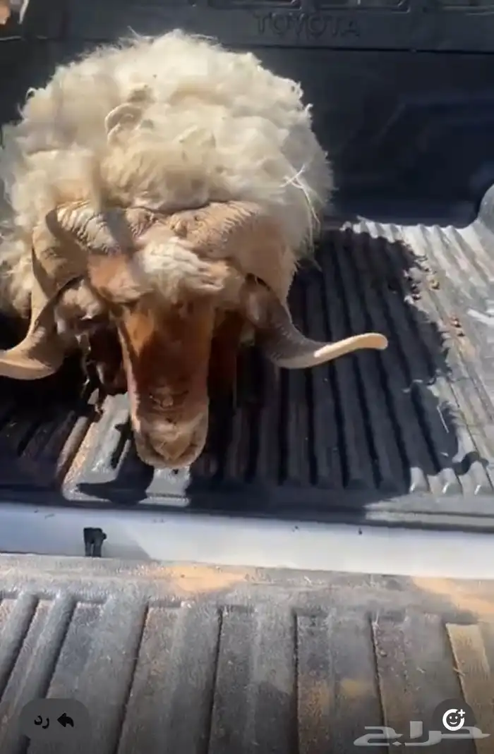 تيس وخروف فحول شرط صحه وعافيه. وقريع وإنتاج 1