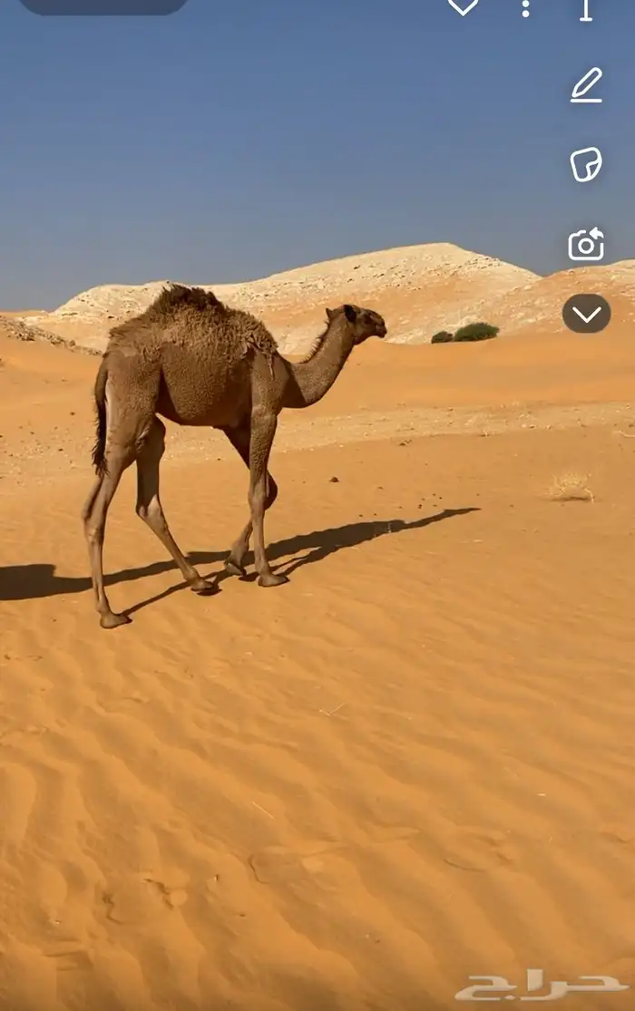 قعود عمره 5 شهور 2