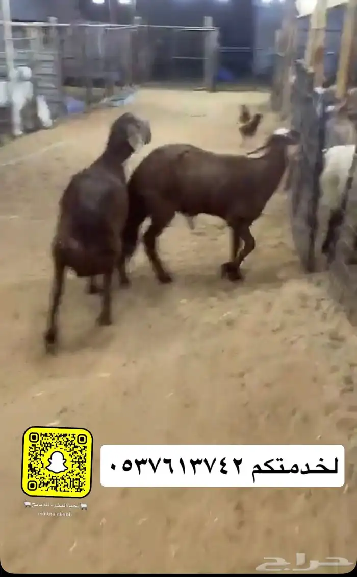 ذبائح نعيم نجد حري سواكني 2