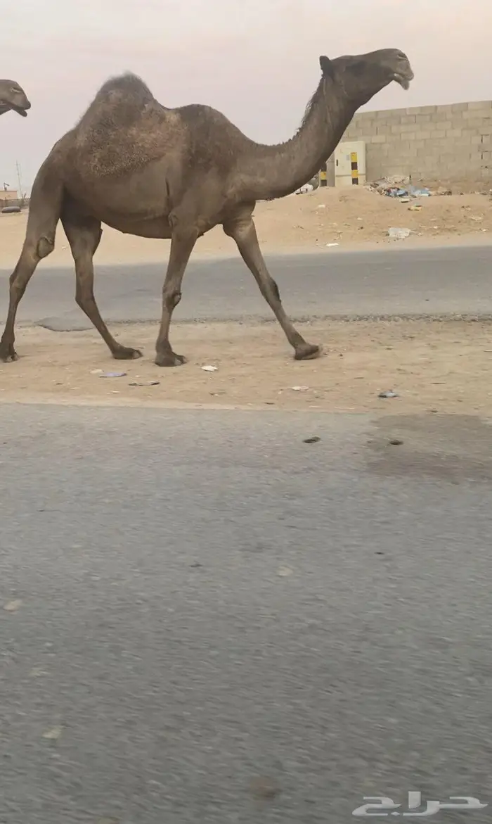 لقحه صفرا كفووو 0