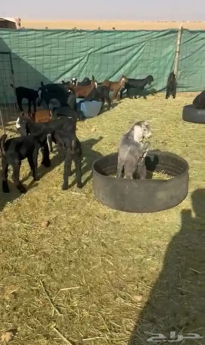 ماعز مواليد 2