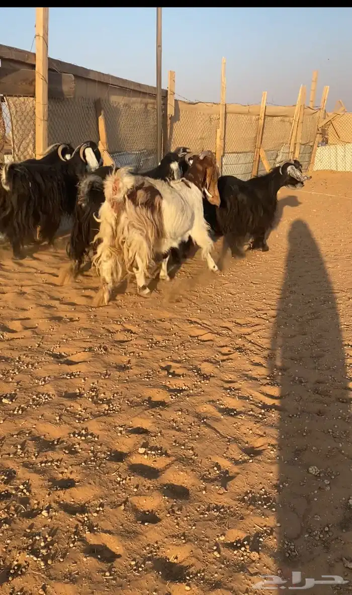 معزا عدد 7عوارض صنف و1. مشروكه 0