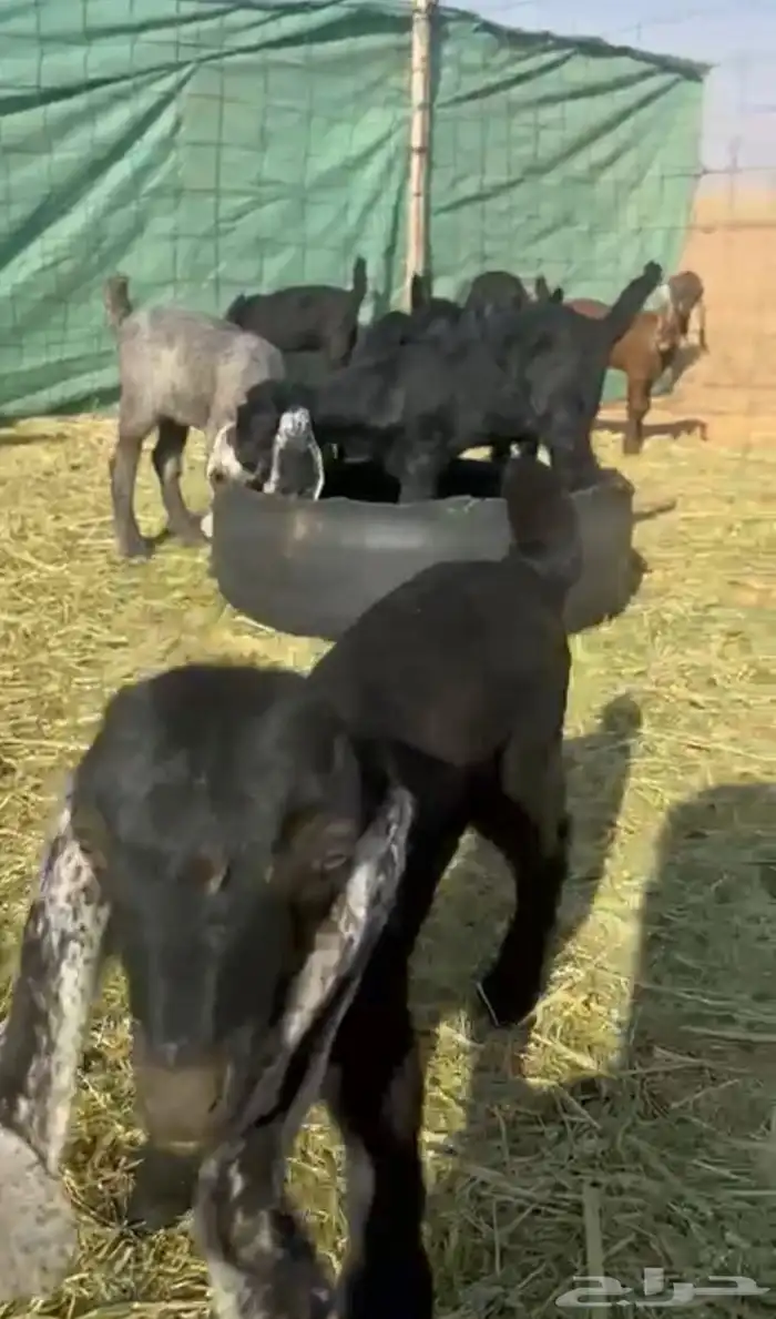 ماعز مواليد 0