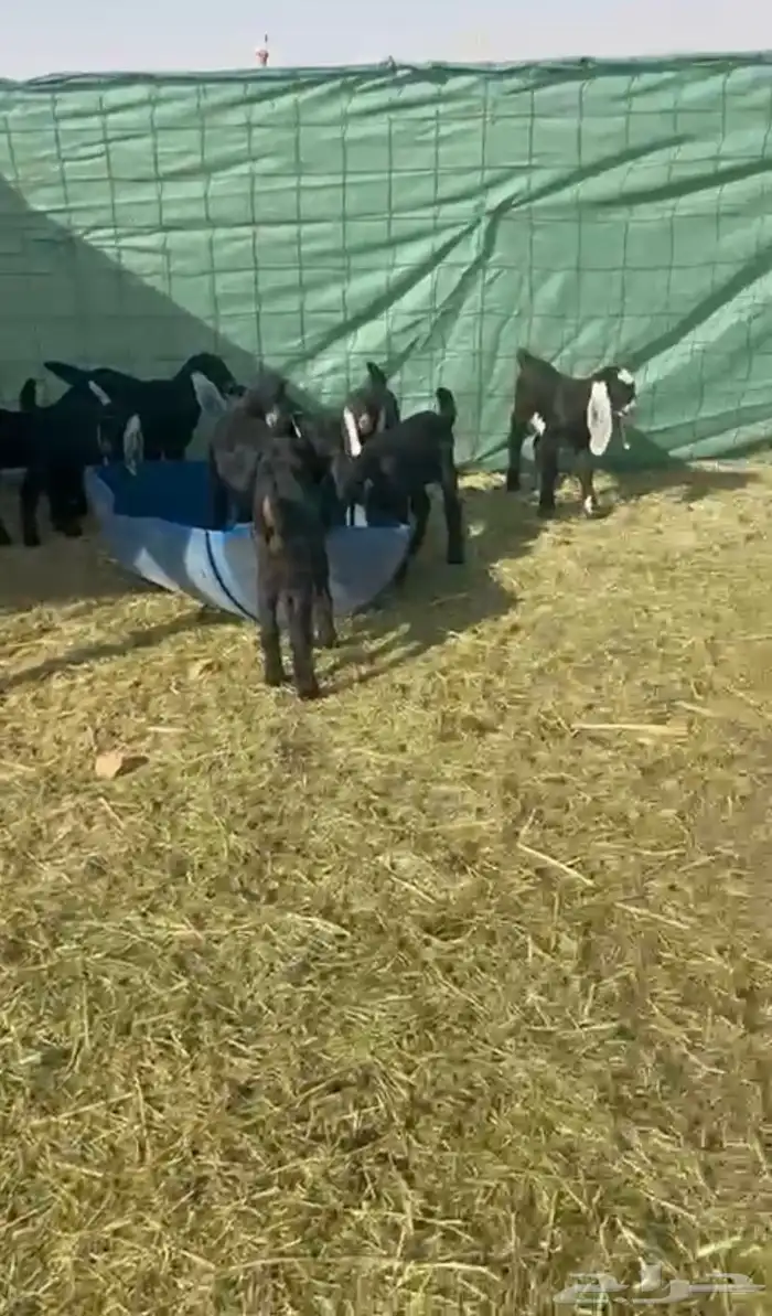 ماعز مواليد 1