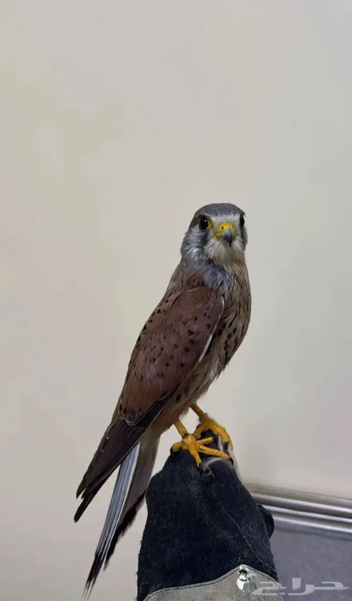 شبوط وحش للبيع 2