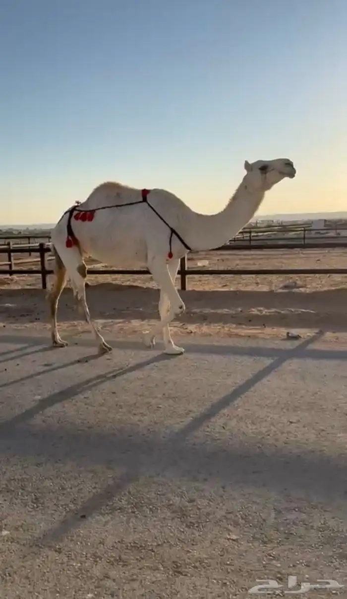 ضروبه طيبه منوه القناي سعرها مناسب 1