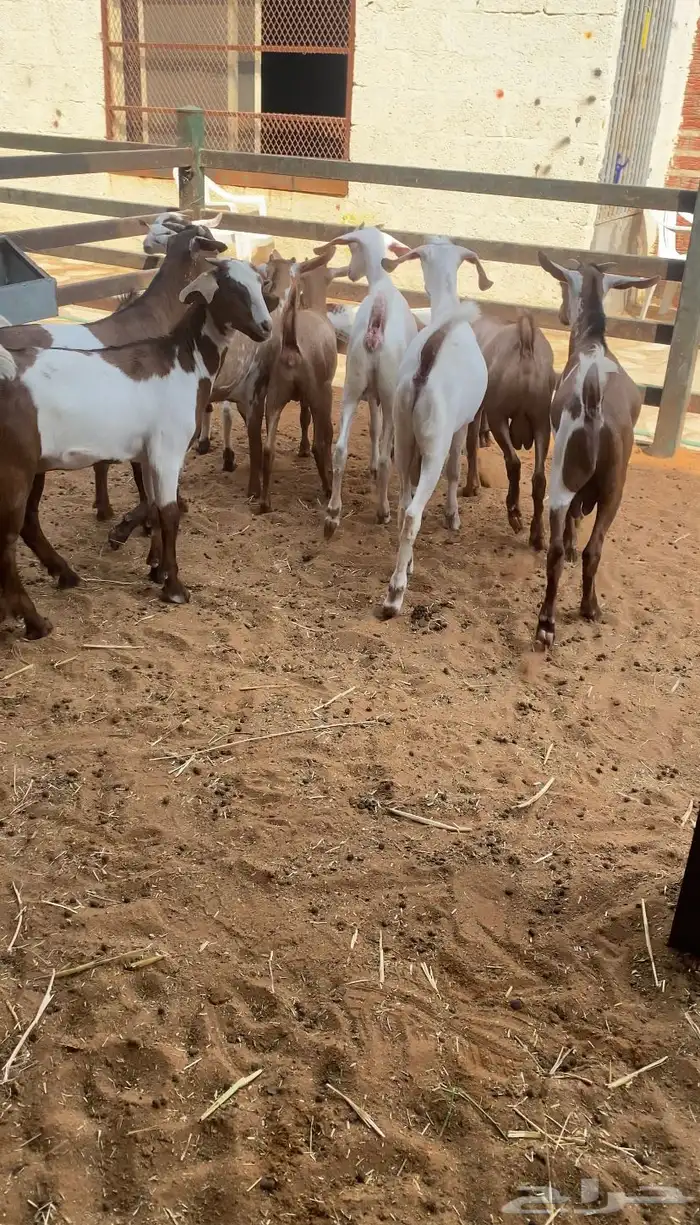 نعيم وتيوس 4