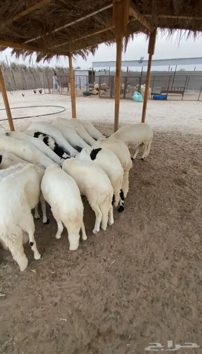 سواكن مرابي خمس شهور ذبايح ذمه وامانه كفو 4