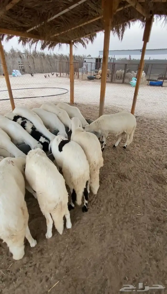 سواكن مرابي خمس شهور ذبايح ذمه وامانه كفو 3