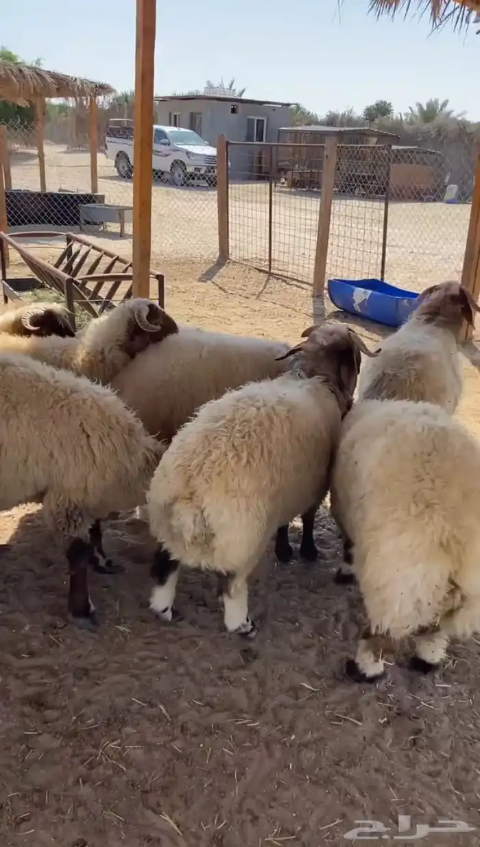 نعيم فاخر فاخر فاخر للمناسبات والثلاجات 1