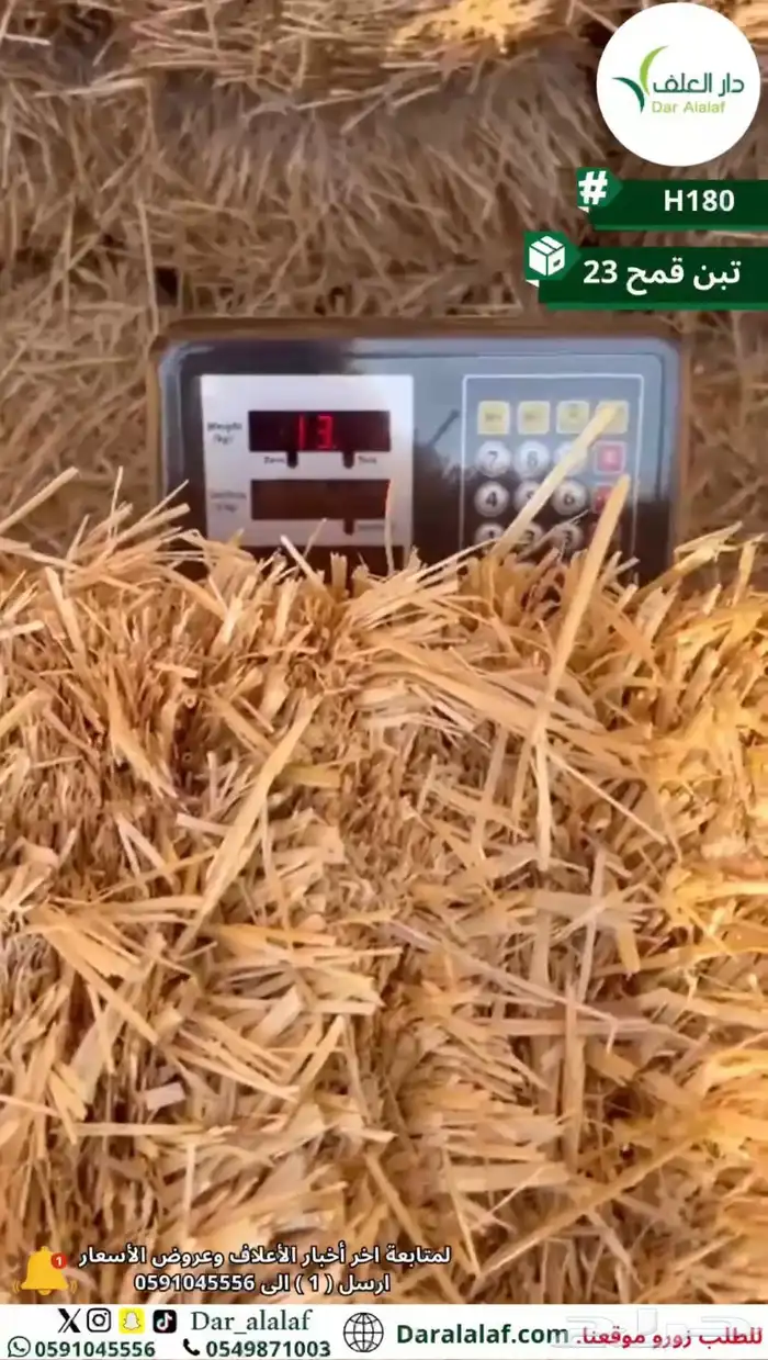 تبن قمح ناعم 1