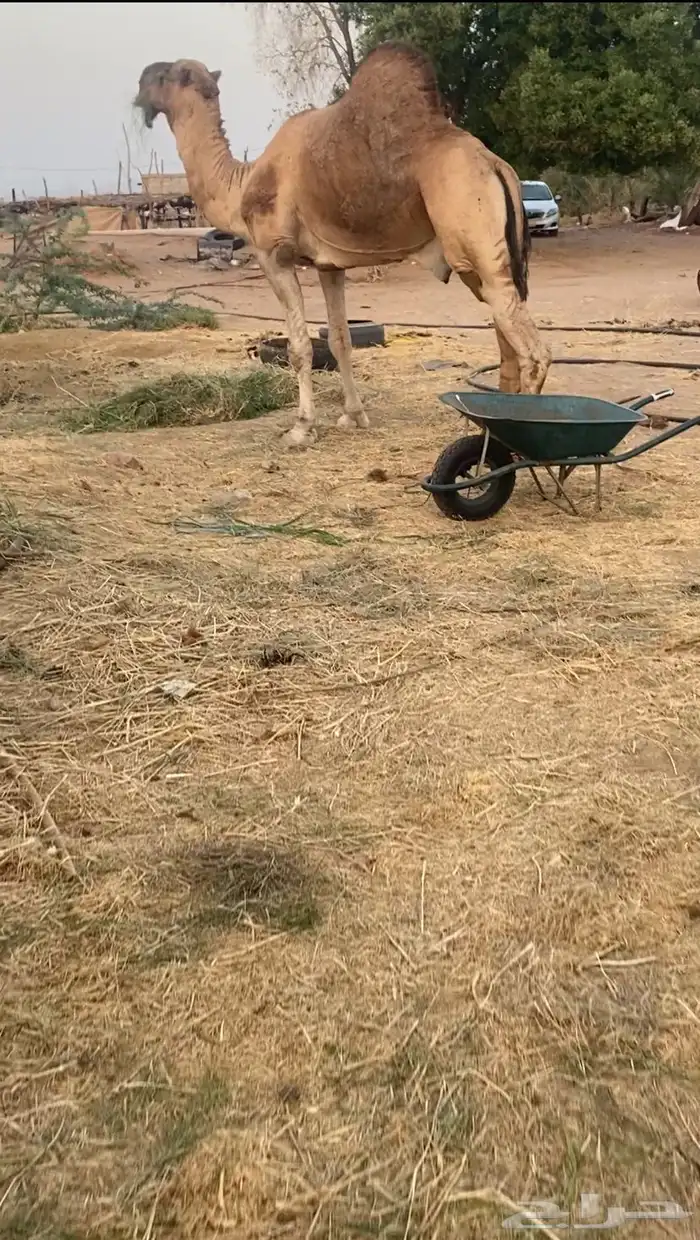 جمل للبيع 5