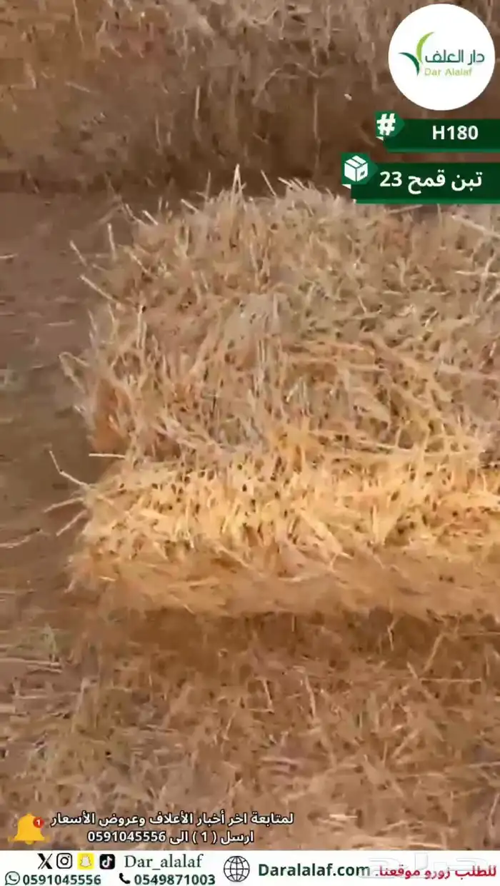 تبن قمح ناعم 0