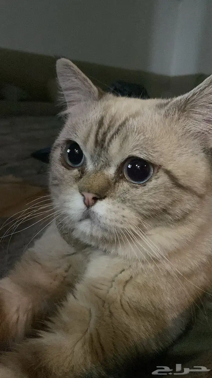 قط للنبي عمره تسعه شهور (هجين )من ام شيرازي وأب هملايا 0