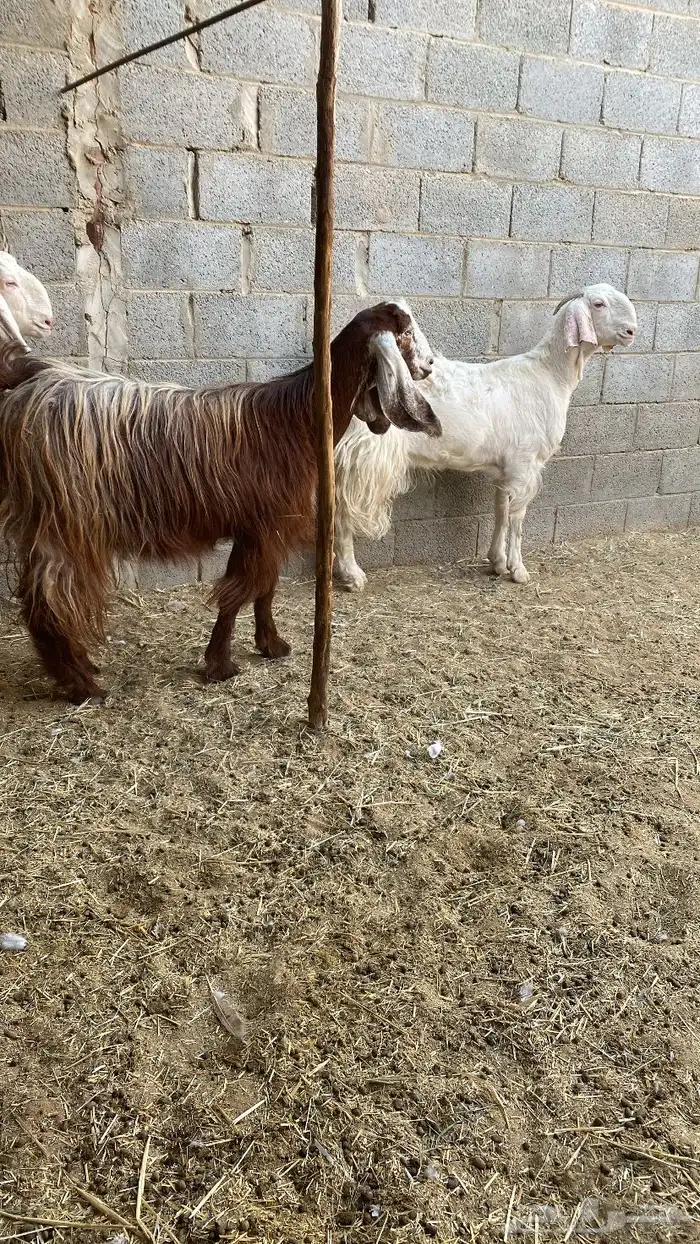 رباع جرم فاخر 2