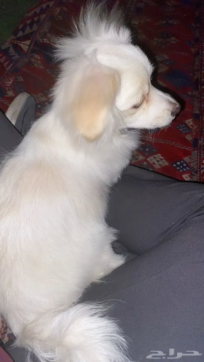 كلب أنثى شيواوا متطعمه ومعها البوكس حقها والحبل 0