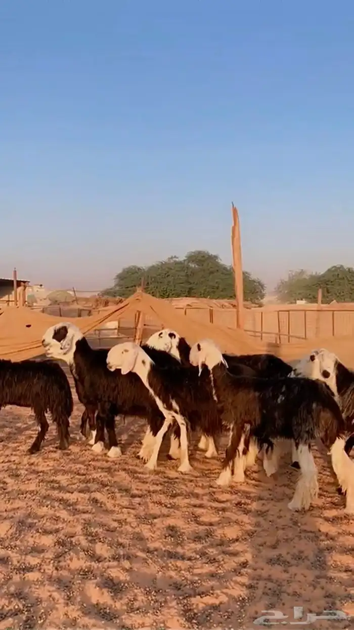 نجد دفيع منوة القناي 0