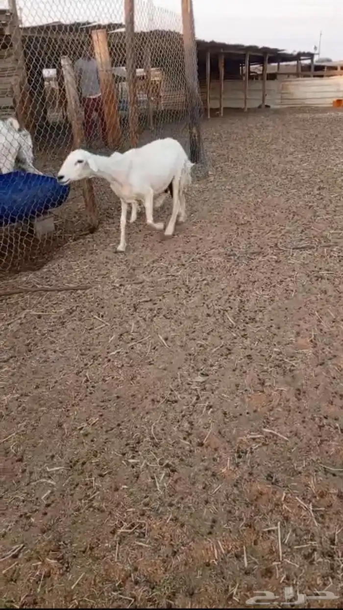 سدس تحتها رخل 2