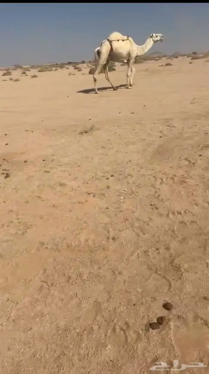 للبيع ضروبه رمانيه كفو للتواصل  يوجد فيديو 0