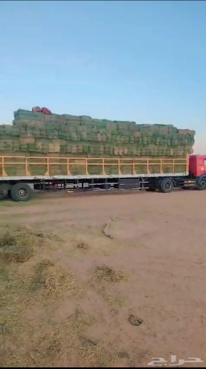 برسيم فيه خلط بسيط 0