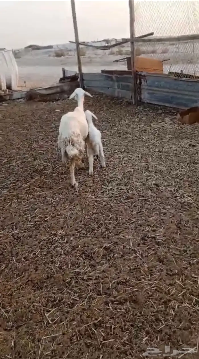 سدس تحتها رخل 3