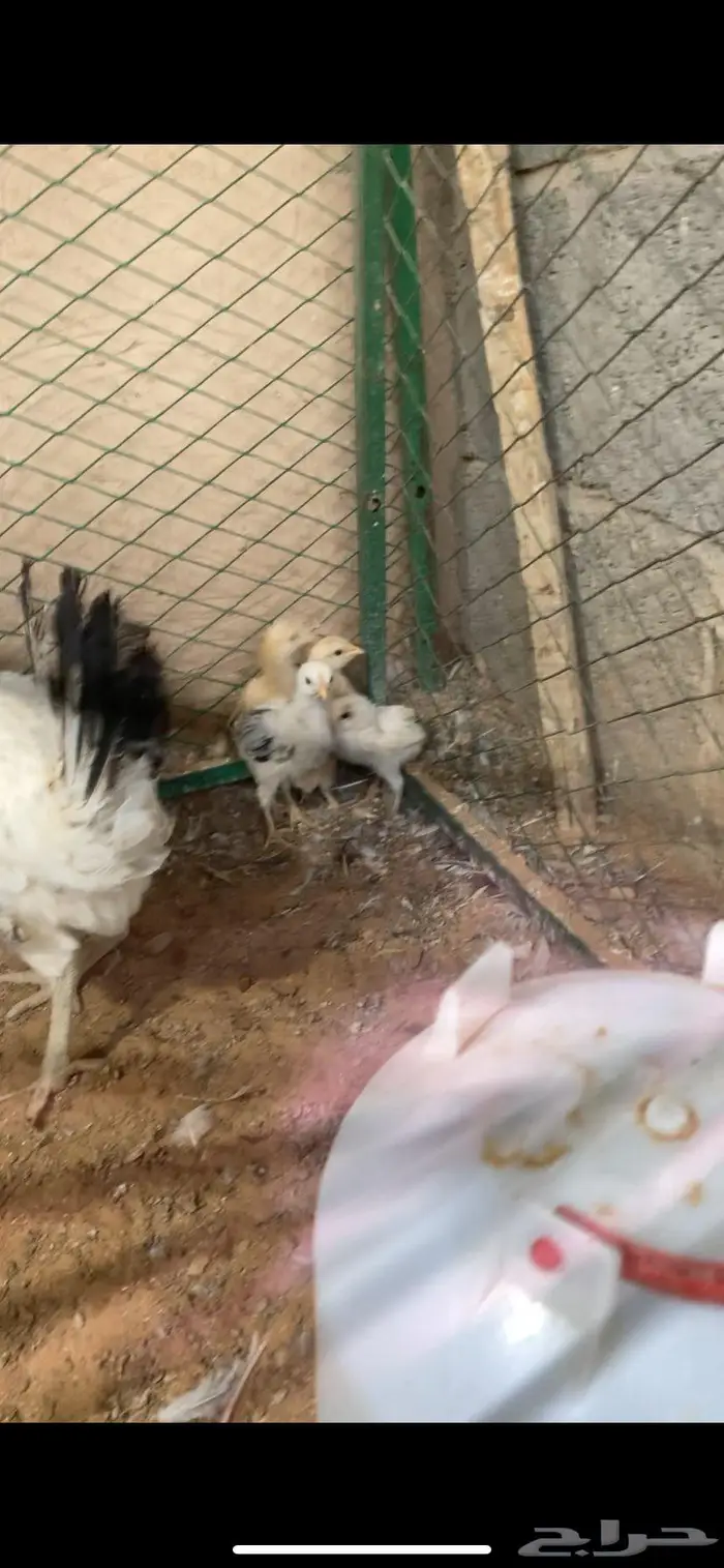 دجاج فرنسيه بفروخها 0